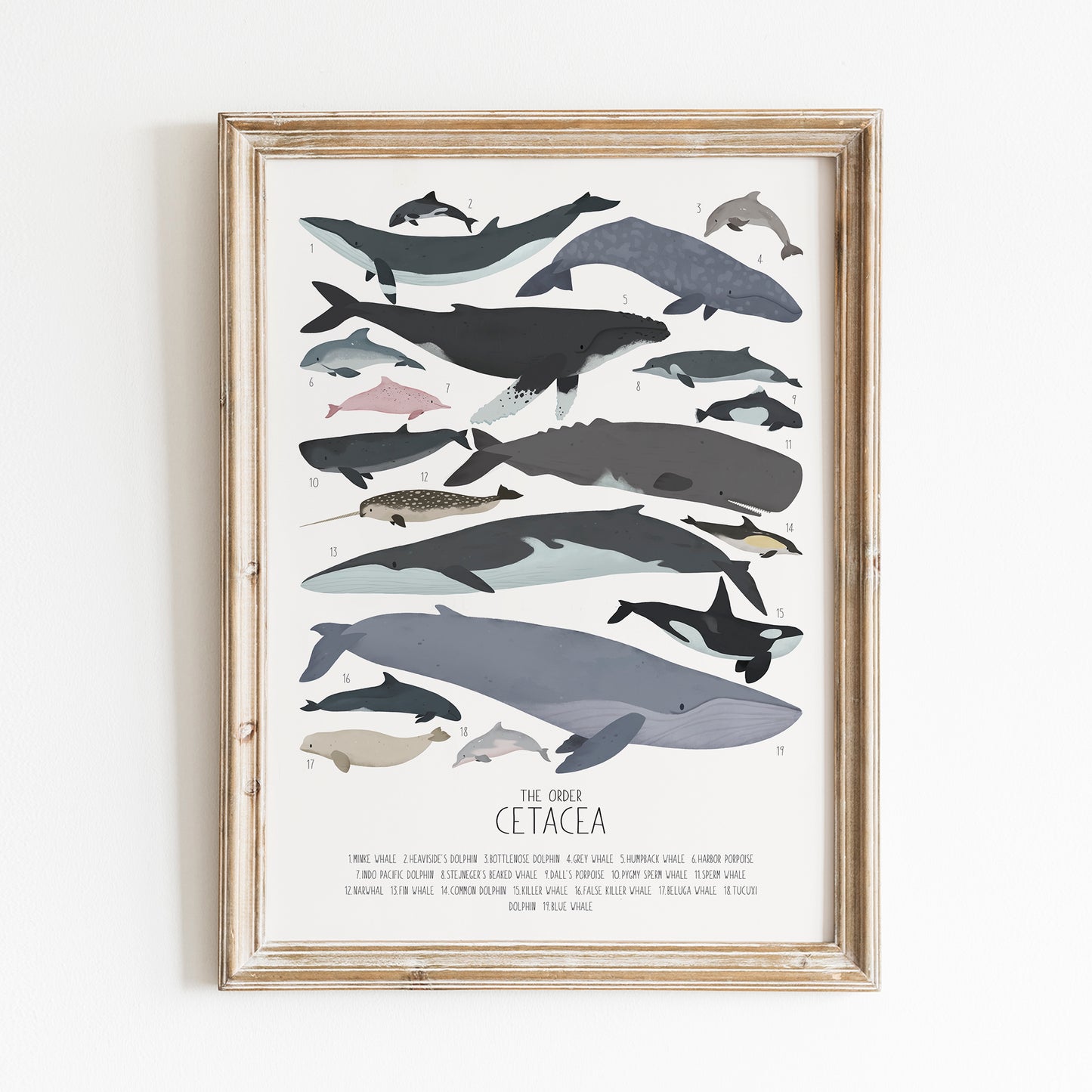 Order Cetacea - Nursery print